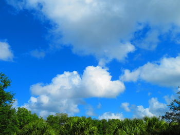 Low angle view of trees against blue sky