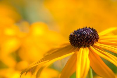 Close-up of yellow flower