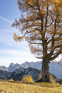 Tree on field against sky during autumn