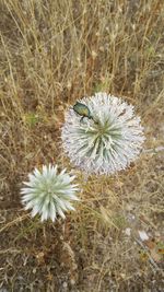 Close-up of thistle blooming outdoors