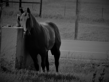 Horse standing in a field