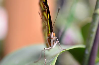 Close-up of insect on leaf