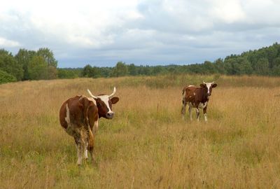 Cows standing in a field