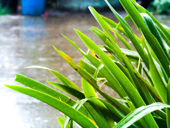 Close-up of green leaves