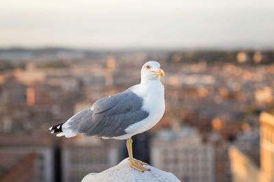 Seagull perching against buildings in city