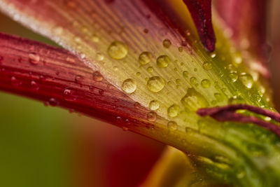Close-up of water drops on leaf