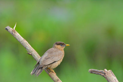 Close-up of bird perching on tree