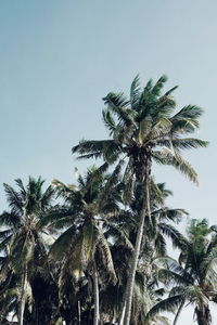 Low angle view of palm trees against clear sky