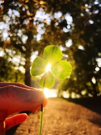 Person holding plant