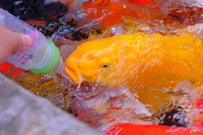 Close-up of hand holding yellow water