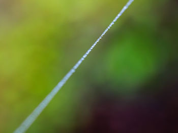 Close-up of green grass