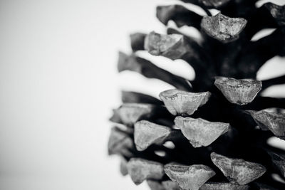 Close-up of fir cone against white background