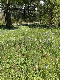 Scenic view of flowering plants on field