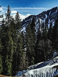 Trees in forest against sky during winter