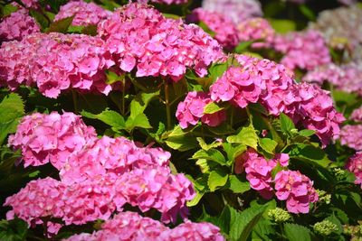 Close-up of pink flowers