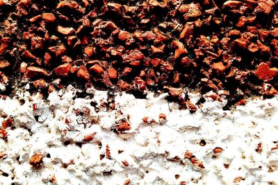 Close-up of plant against white background