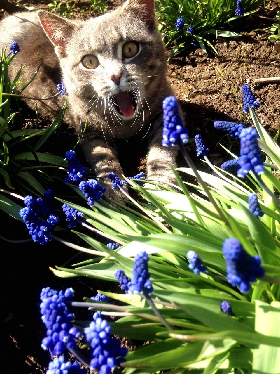 CLOSE-UP PORTRAIT OF PURPLE FLOWERS WITH PLANTS