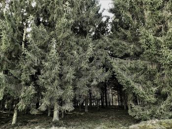 View of trees in forest