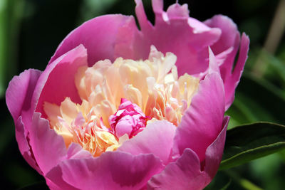 Close-up of pink flowering plant