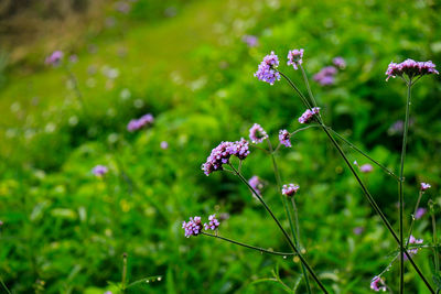 Close-up of pink flowering plant on field