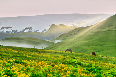 Scenic view of landscape against sky