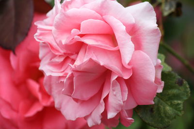 Close-up of pink rose blooming outdoors