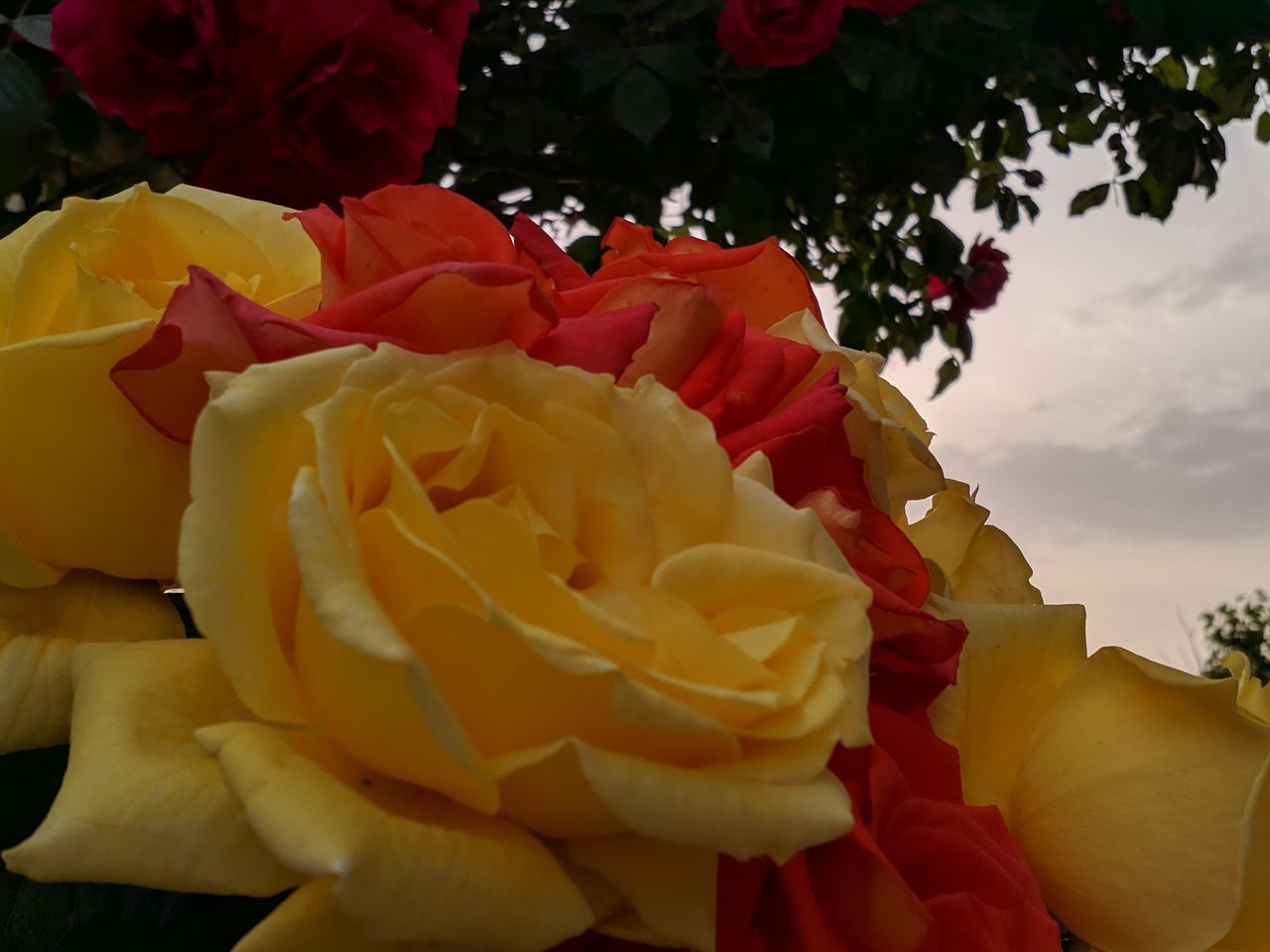 CLOSE-UP OF ROSE BOUQUET AGAINST SKY