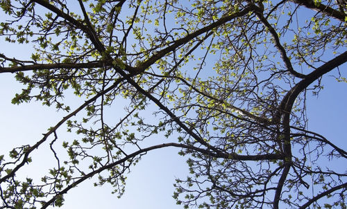 Low angle view of tree against clear blue sky