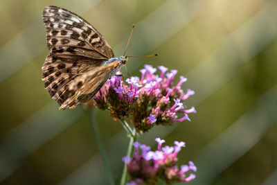 Close-up of butterfly pollinating on purple flower