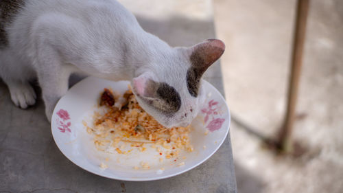 High angle view of cat eating food