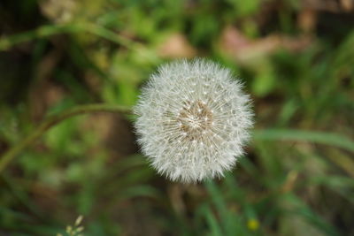 Close-up of dandelion flower