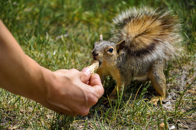 Close-up of hand holding squirrel