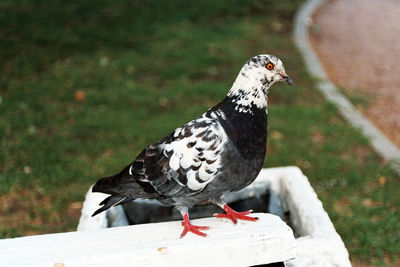 Close-up of pigeon