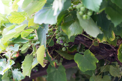 Close-up of fresh green leaves on plant