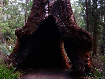 Trees in forest