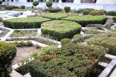 High angle view of plants in garden