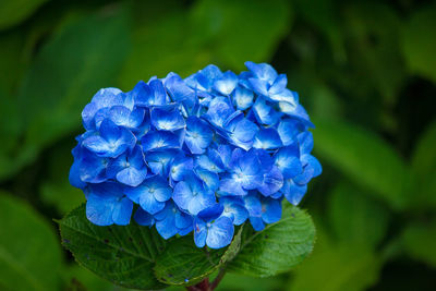 Close-up of purple hydrangea blue flower