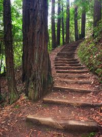 Footpath in forest