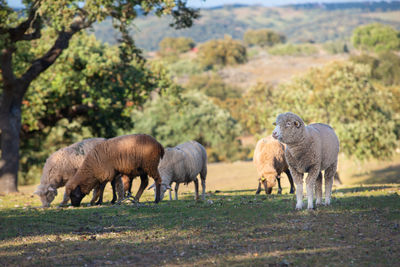 Sheep grazing on land
