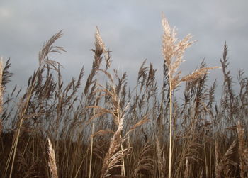 Close-up of stalks in field against sky