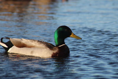 Duck swimming in lake