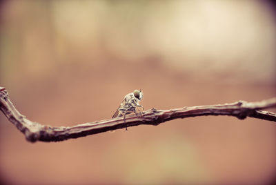 Close-up of bird perching on branch