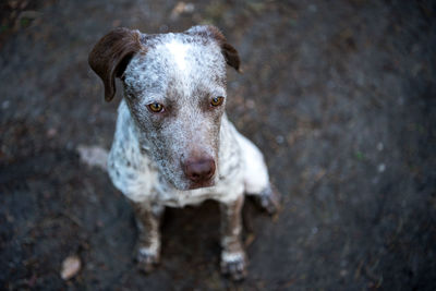 Close-up portrait of dog standing on field