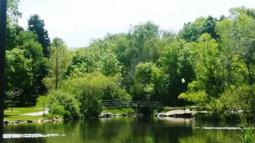 Reflection of trees in river