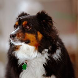 Close-up of dog