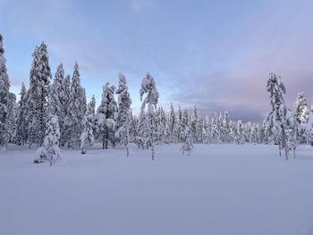 Snow covered trees on field against sky