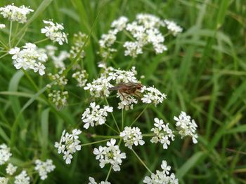 Close-up of white flowers