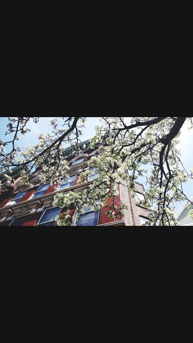 low angle view, architecture, built structure, building exterior, tree, branch, sky, bare tree, no people, house, religion, roof, day, window, outdoors, hanging, building, church, place of worship