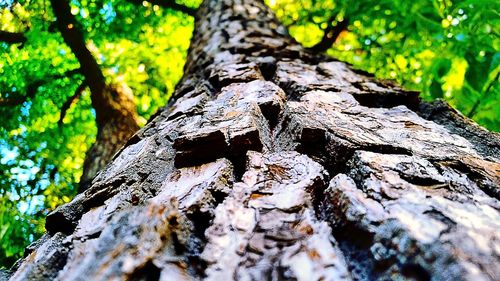 Close-up of moss on tree trunk