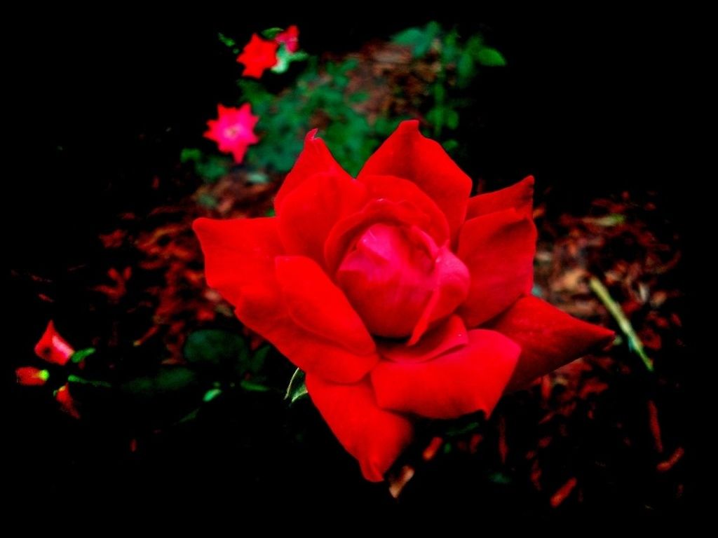 flower, petal, flower head, freshness, red, fragility, beauty in nature, growth, close-up, rose - flower, nature, plant, blooming, black background, single flower, leaf, in bloom, blossom, no people, botany